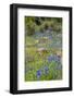 USA, Texas, Llano County. Field with bluebonnets and rocks.-Jaynes Gallery-Framed Photographic Print
