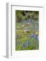 USA, Texas, Llano County. Field with bluebonnets and rocks.-Jaynes Gallery-Framed Photographic Print
