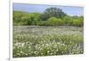 USA, Texas, Llano County. Field with white prickly poppies and oak trees.-Jaynes Gallery-Framed Photographic Print