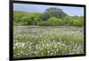 USA, Texas, Llano County. Field with white prickly poppies and oak trees.-Jaynes Gallery-Framed Photographic Print