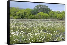 USA, Texas, Llano County. Field with white prickly poppies and oak trees.-Jaynes Gallery-Framed Stretched Canvas