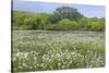 USA, Texas, Llano County. Field with white prickly poppies and oak trees.-Jaynes Gallery-Stretched Canvas