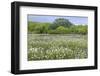 USA, Texas, Llano County. Field with white prickly poppies and oak trees.-Jaynes Gallery-Framed Photographic Print
