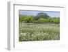 USA, Texas, Llano County. Field with white prickly poppies and oak trees.-Jaynes Gallery-Framed Photographic Print