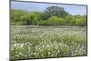 USA, Texas, Llano County. Field with white prickly poppies and oak trees.-Jaynes Gallery-Mounted Photographic Print