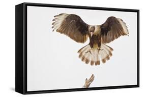 USA, Texas, Mission, Martin-Javelina Ranch. Crested caracara landing.-Fred Lord-Framed Stretched Canvas