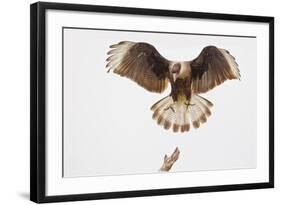 USA, Texas, Mission, Martin-Javelina Ranch. Crested caracara landing.-Fred Lord-Framed Photographic Print