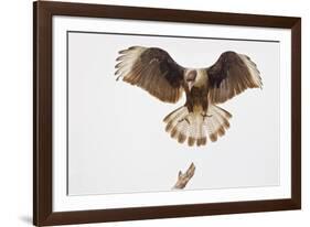 USA, Texas, Mission, Martin-Javelina Ranch. Crested caracara landing.-Fred Lord-Framed Photographic Print