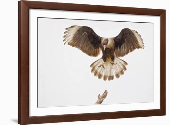 USA, Texas, Mission, Martin-Javelina Ranch. Crested caracara landing.-Fred Lord-Framed Photographic Print