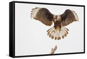 USA, Texas, Mission, Martin-Javelina Ranch. Crested caracara landing.-Fred Lord-Framed Stretched Canvas