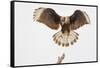 USA, Texas, Mission, Martin-Javelina Ranch. Crested caracara landing.-Fred Lord-Framed Stretched Canvas