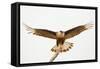 USA, Texas, Mission, Martin-Javelina Ranch. Crested caracara landing.-Fred Lord-Framed Stretched Canvas