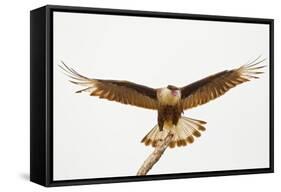 USA, Texas, Mission, Martin-Javelina Ranch. Crested caracara landing.-Fred Lord-Framed Stretched Canvas