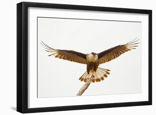 USA, Texas, Mission, Martin-Javelina Ranch. Crested caracara landing.-Fred Lord-Framed Photographic Print