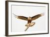 USA, Texas, Mission, Martin-Javelina Ranch. Crested caracara landing.-Fred Lord-Framed Photographic Print
