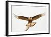 USA, Texas, Mission, Martin-Javelina Ranch. Crested caracara landing.-Fred Lord-Framed Photographic Print