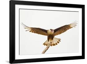 USA, Texas, Mission, Martin-Javelina Ranch. Crested caracara landing.-Fred Lord-Framed Photographic Print