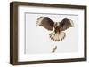 USA, Texas, Mission, Martin-Javelina Ranch. Crested caracara landing.-Fred Lord-Framed Photographic Print