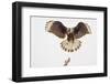 USA, Texas, Mission, Martin-Javelina Ranch. Crested caracara landing.-Fred Lord-Framed Photographic Print