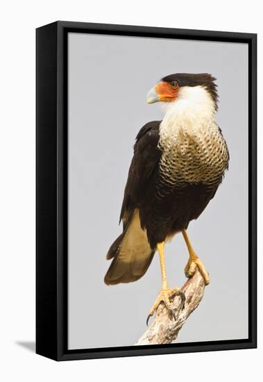 USA, Texas, Mission, Martin-Javelina Ranch. Crested caracara portrait.-Fred Lord-Framed Stretched Canvas