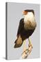 USA, Texas, Mission, Martin-Javelina Ranch. Crested caracara portrait.-Fred Lord-Stretched Canvas