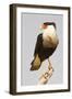 USA, Texas, Mission, Martin-Javelina Ranch. Crested caracara portrait.-Fred Lord-Framed Photographic Print