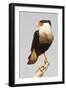 USA, Texas, Mission, Martin-Javelina Ranch. Crested caracara portrait.-Fred Lord-Framed Photographic Print