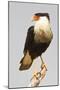 USA, Texas, Mission, Martin-Javelina Ranch. Crested caracara portrait.-Fred Lord-Mounted Photographic Print