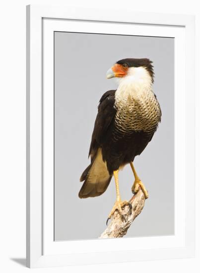 USA, Texas, Mission, Martin-Javelina Ranch. Crested caracara portrait.-Fred Lord-Framed Photographic Print