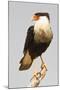 USA, Texas, Mission, Martin-Javelina Ranch. Crested caracara portrait.-Fred Lord-Mounted Photographic Print