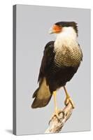 USA, Texas, Mission, Martin-Javelina Ranch. Crested caracara portrait.-Fred Lord-Stretched Canvas