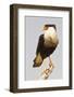 USA, Texas, Mission, Martin-Javelina Ranch. Crested caracara portrait.-Fred Lord-Framed Photographic Print