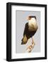 USA, Texas, Mission, Martin-Javelina Ranch. Crested caracara portrait.-Fred Lord-Framed Photographic Print