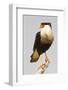 USA, Texas, Mission, Martin-Javelina Ranch. Crested caracara portrait.-Fred Lord-Framed Photographic Print