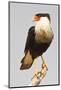 USA, Texas, Mission, Martin-Javelina Ranch. Crested caracara portrait.-Fred Lord-Mounted Photographic Print