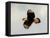 USA, Texas, Mission, Martin's Javelina Northern Caracara Flying-Bernard Friel-Framed Stretched Canvas