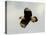 USA, Texas, Mission, Martin's Javelina Northern Caracara Flying-Bernard Friel-Stretched Canvas