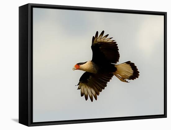 USA, Texas, Mission, Martin's Javelina Northern Caracara Flying-Bernard Friel-Framed Stretched Canvas