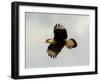 USA, Texas, Mission, Martin's Javelina Northern Caracara Flying-Bernard Friel-Framed Premium Photographic Print