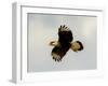 USA, Texas, Mission, Martin's Javelina Northern Caracara Flying-Bernard Friel-Framed Photographic Print