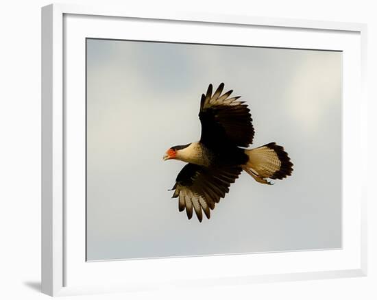USA, Texas, Mission, Martin's Javelina Northern Caracara Flying-Bernard Friel-Framed Photographic Print