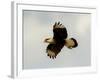 USA, Texas, Mission, Martin's Javelina Northern Caracara Flying-Bernard Friel-Framed Photographic Print