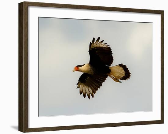 USA, Texas, Mission, Martin's Javelina Northern Caracara Flying-Bernard Friel-Framed Photographic Print