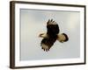 USA, Texas, Mission, Martin's Javelina Northern Caracara Flying-Bernard Friel-Framed Photographic Print