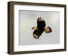 USA, Texas, Mission, Martin's Javelina Northern Caracara Flying-Bernard Friel-Framed Photographic Print