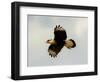 USA, Texas, Mission, Martin's Javelina Northern Caracara Flying-Bernard Friel-Framed Photographic Print