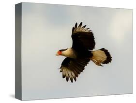 USA, Texas, Mission, Martin's Javelina Northern Caracara Flying-Bernard Friel-Stretched Canvas