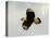USA, Texas, Mission, Martin's Javelina Northern Caracara Flying-Bernard Friel-Stretched Canvas