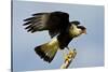 USA, Texas, Mission, Northern Caracara Perched Taking Off from Snag-Bernard Friel-Stretched Canvas