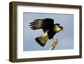 USA, Texas, Mission, Northern Caracara Perched Taking Off from Snag-Bernard Friel-Framed Photographic Print